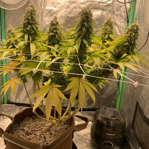 Big Hunk growlog timeline photo