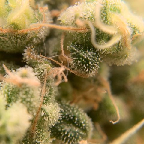 Big Hunk growlog timeline photo