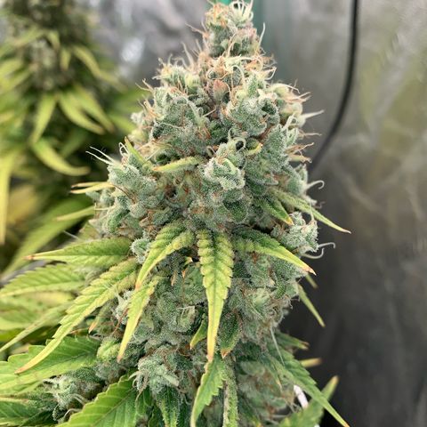 Big Hunk growlog timeline photo