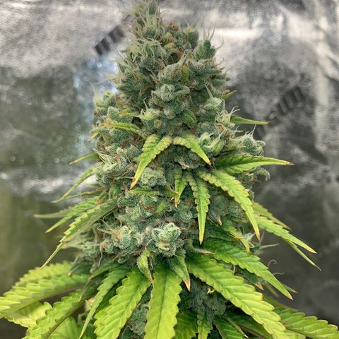 Big Hunk growlog timeline photo
