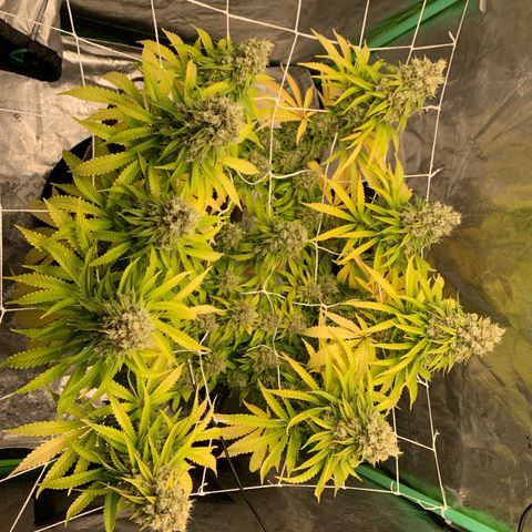 Big Hunk growlog timeline photo