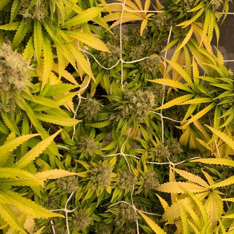 Big Hunk growlog timeline photo