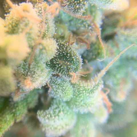 Big Hunk growlog timeline photo
