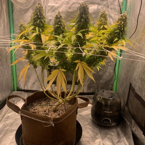 Big Hunk growlog timeline photo