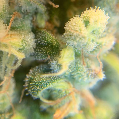 Big Hunk growlog timeline photo