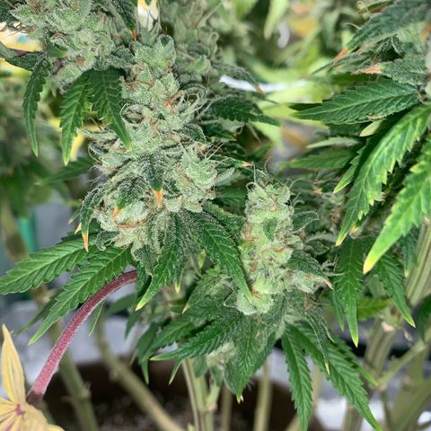 Big Hunk growlog timeline photo