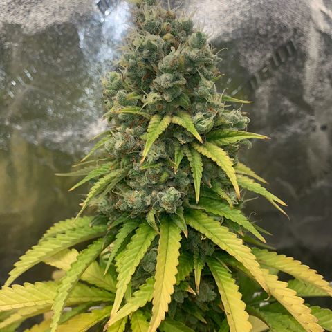 Big Hunk growlog timeline photo