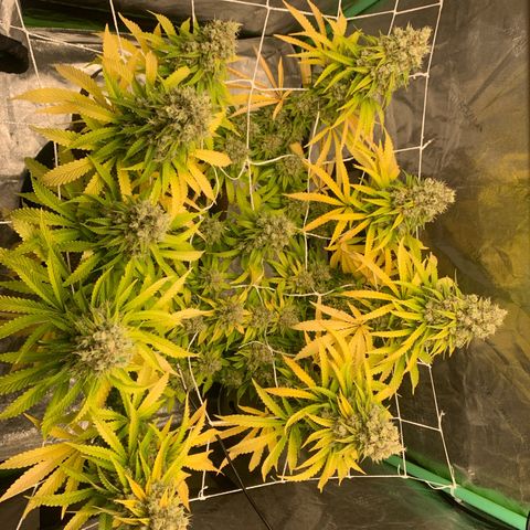 Big Hunk growlog timeline photo
