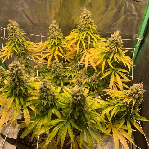 Big Hunk growlog timeline photo