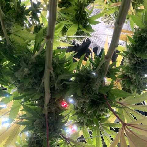 Big Hunk growlog timeline photo
