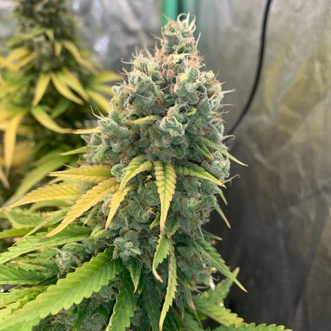 Big Hunk growlog timeline photo