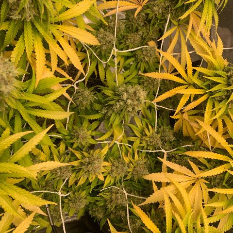 Big Hunk growlog timeline photo