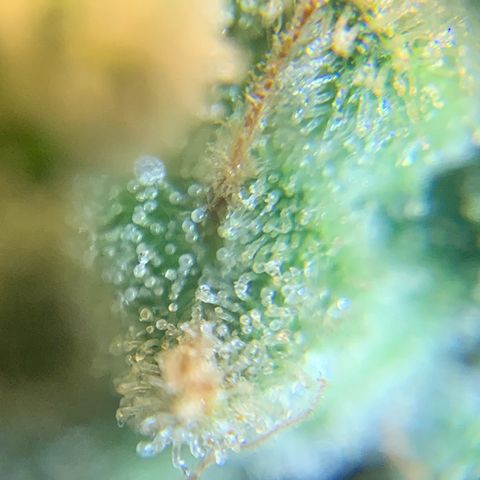 Big Hunk growlog timeline photo