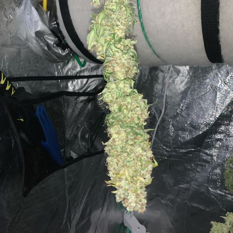 Big Hunk growlog timeline photo