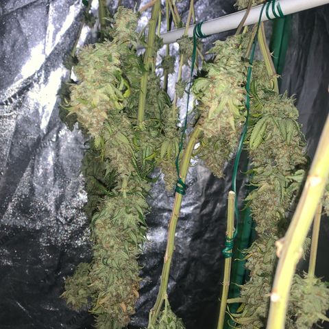 Big Hunk growlog timeline photo