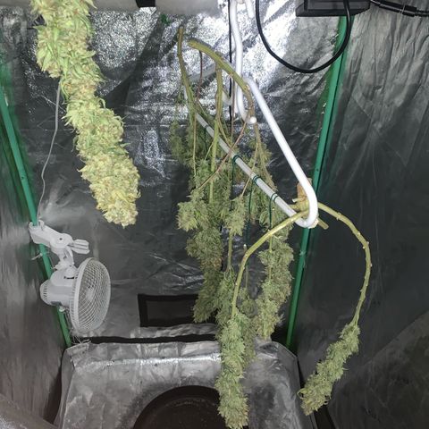 Big Hunk growlog timeline photo