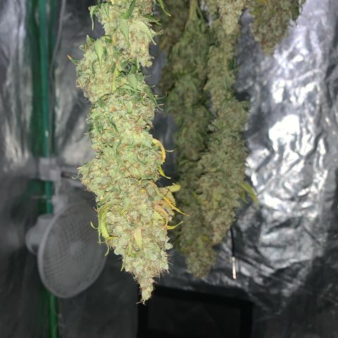 Big Hunk growlog timeline photo
