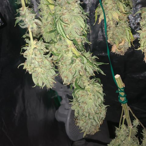 Big Hunk growlog timeline photo