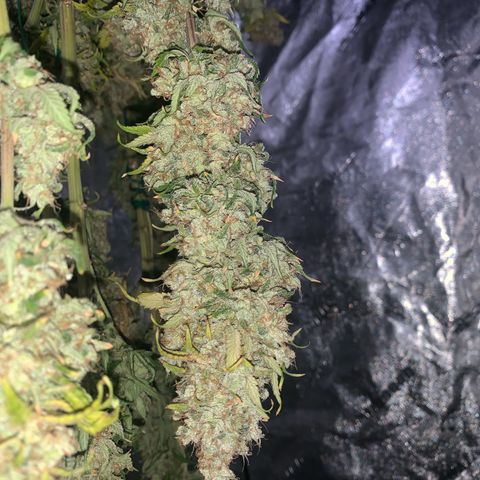 Big Hunk growlog timeline photo