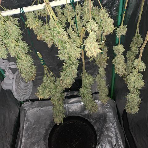 Big Hunk growlog timeline photo