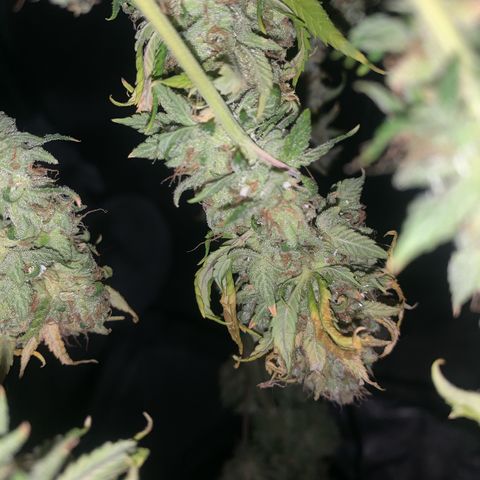 Big Hunk growlog timeline photo