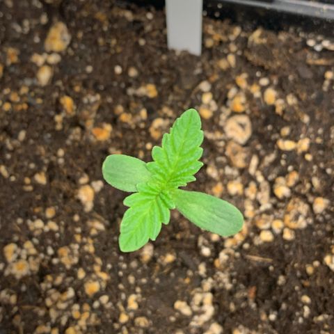 Artificial Red growlog timeline photo