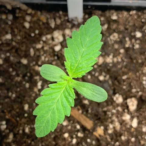 Artificial Red growlog timeline photo