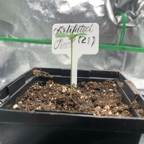 Artificial Red growlog timeline photo