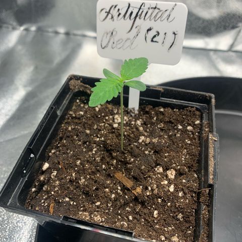 Artificial Red growlog timeline photo