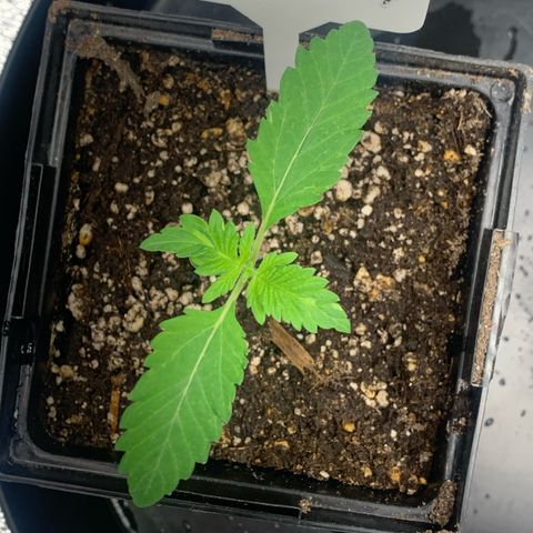 Artificial Red growlog timeline photo