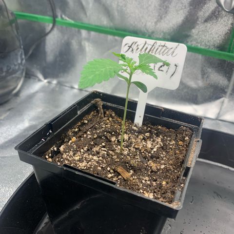 Artificial Red growlog timeline photo