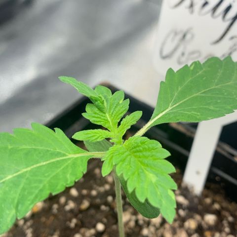Artificial Red growlog timeline photo