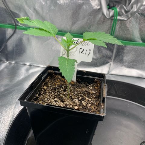 Artificial Red growlog timeline photo