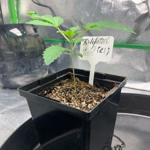 Artificial Red growlog timeline photo