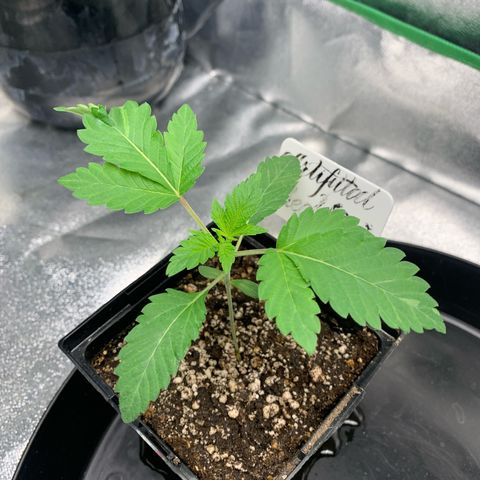 Artificial Red growlog timeline photo