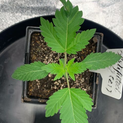 Artificial Red growlog timeline photo