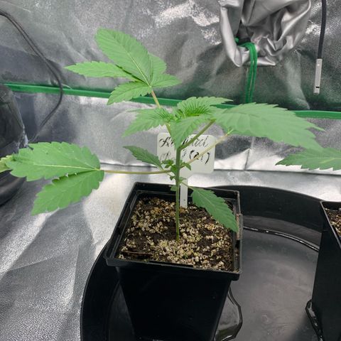 Artificial Red growlog timeline photo