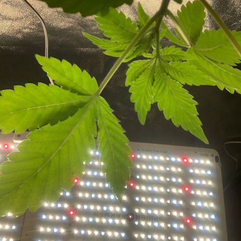 Artificial Red growlog timeline photo