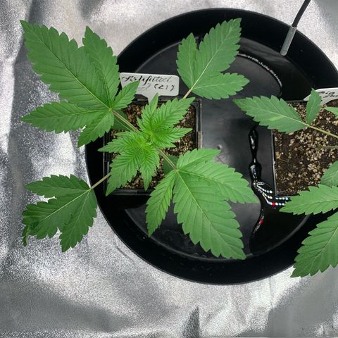 Artificial Red growlog timeline photo