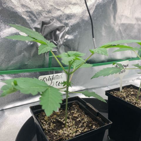 Artificial Red growlog timeline photo