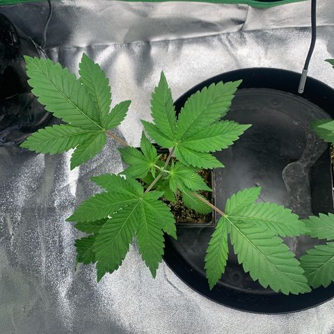 Artificial Red growlog timeline photo