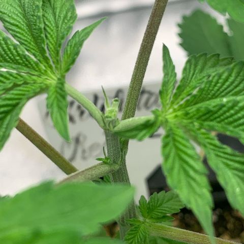Artificial Red growlog timeline photo