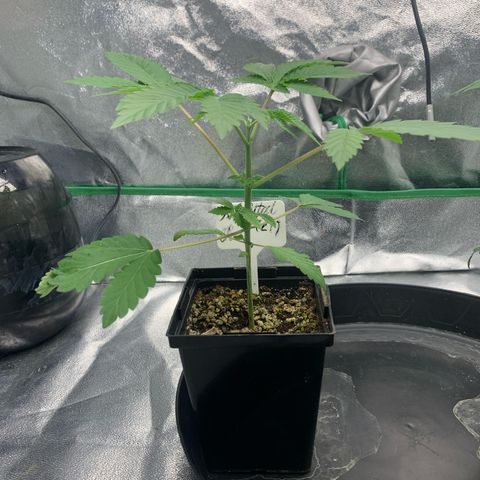 Artificial Red growlog timeline photo