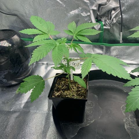 Artificial Red growlog timeline photo