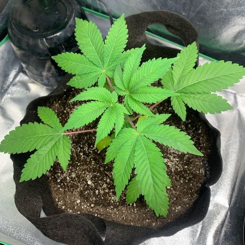 Artificial Red growlog timeline photo