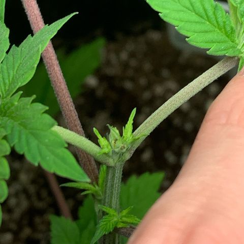 Artificial Red growlog timeline photo