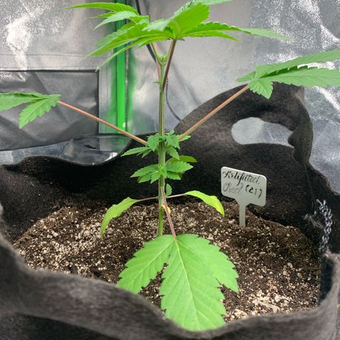 Artificial Red growlog timeline photo