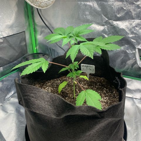 Artificial Red growlog timeline photo