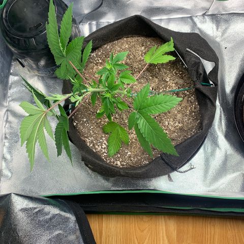Artificial Red growlog timeline photo