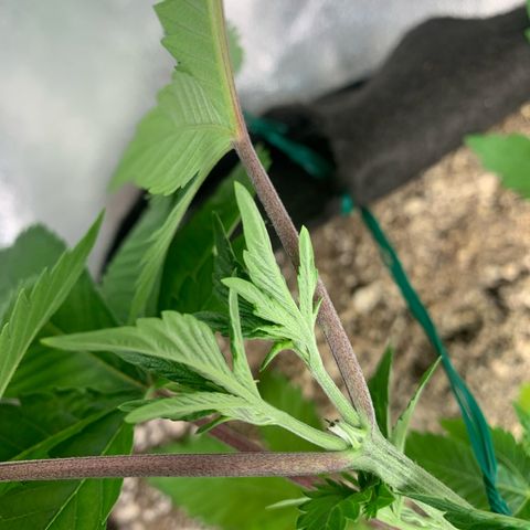Artificial Red growlog timeline photo